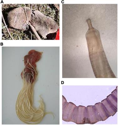 Molecular Characterization of a New Moniliformis sp. From a Plateau Zokor (Eospalax fontanierii baileyi) in China